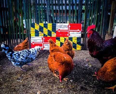 Charred Maryland Flag